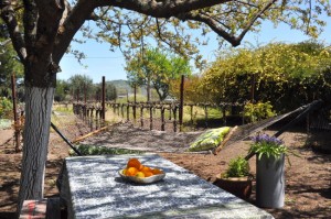 Vine Views from Picnic Area Picnic Area