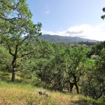 DSC_0558_edited-1 Glen Ellen estate