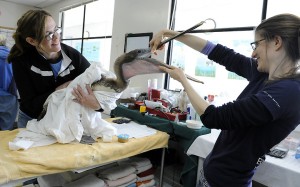 San Francisco Bay Center International Bird Rescue San Francisco Bay Center International Bird Rescue