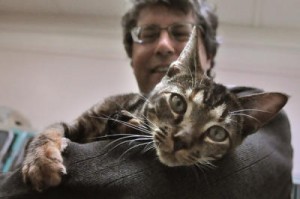 Marin County Cat Travels to Santa Cruz From Mill Valley Under Hood of Car, Unclaimed