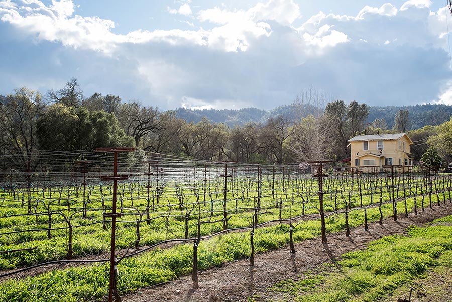 Pope Valley Vineyard