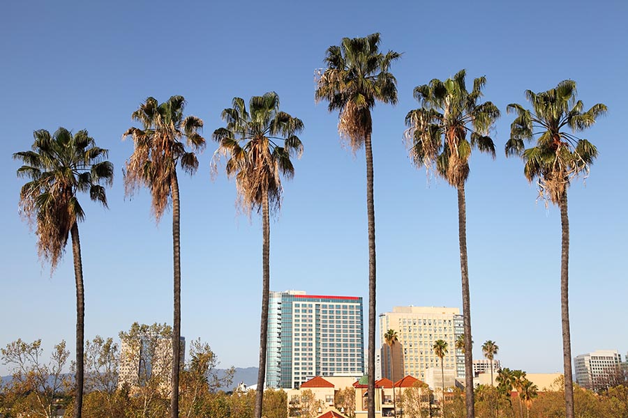 Palmtrees PacificUnion