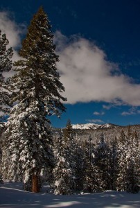 TahoeDonner The view from a cross-country ski trail at Tahoe Donner.