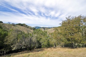 2825 Vineyard Way - Home of the Week