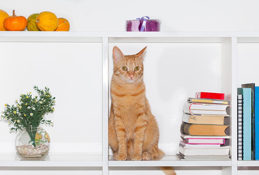 cat shelf