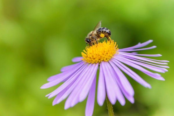 Honeybee on Aster flower