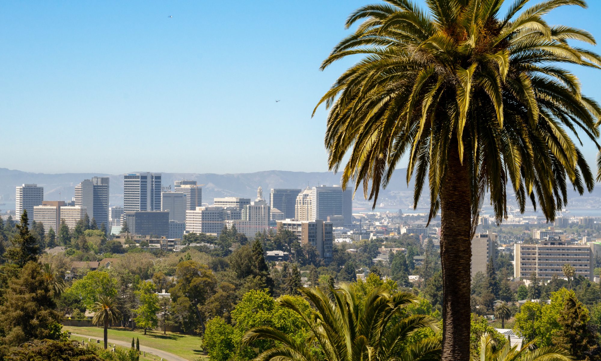 Palmtree in Oakland
