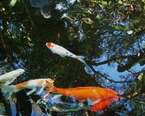 koipond Koi pond