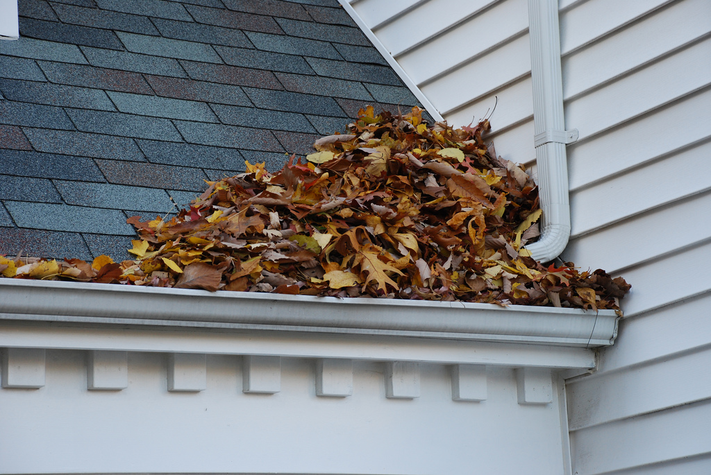 leaves in gutters