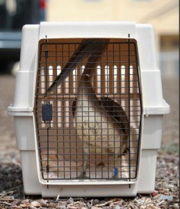A pelican in a cage