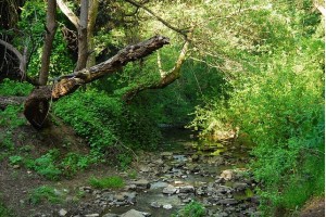 sausalcreek View of Sausal Creek, adjoining Oakland's Glenview neighborhood.