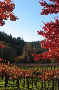 Vineyard in Sonoma Valley